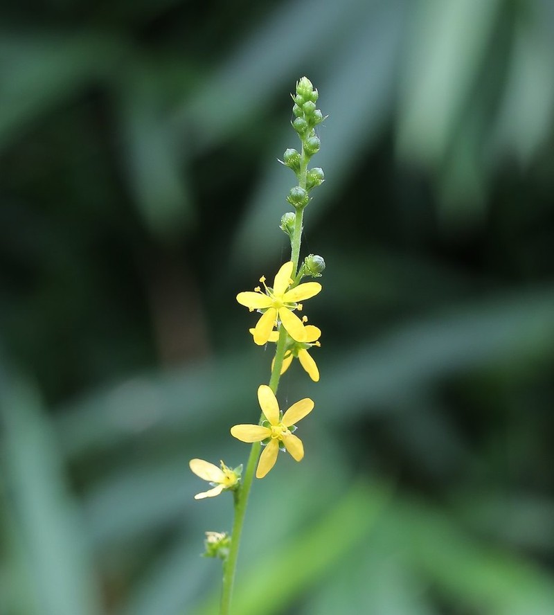 Agrimonia nipponica photo 2