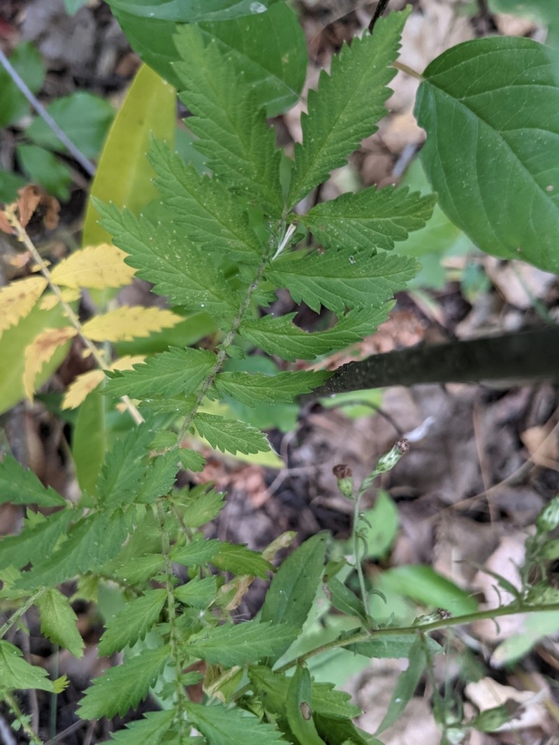 Harvestlice photo 2