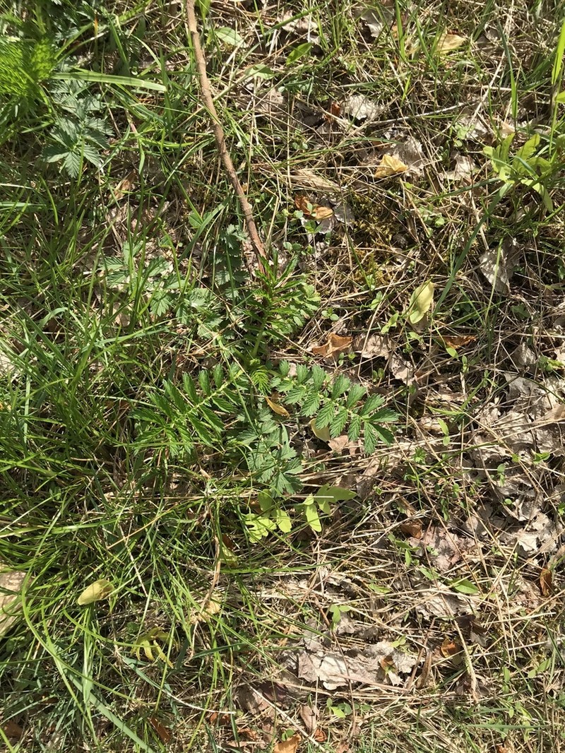 Harvestlice photo 3
