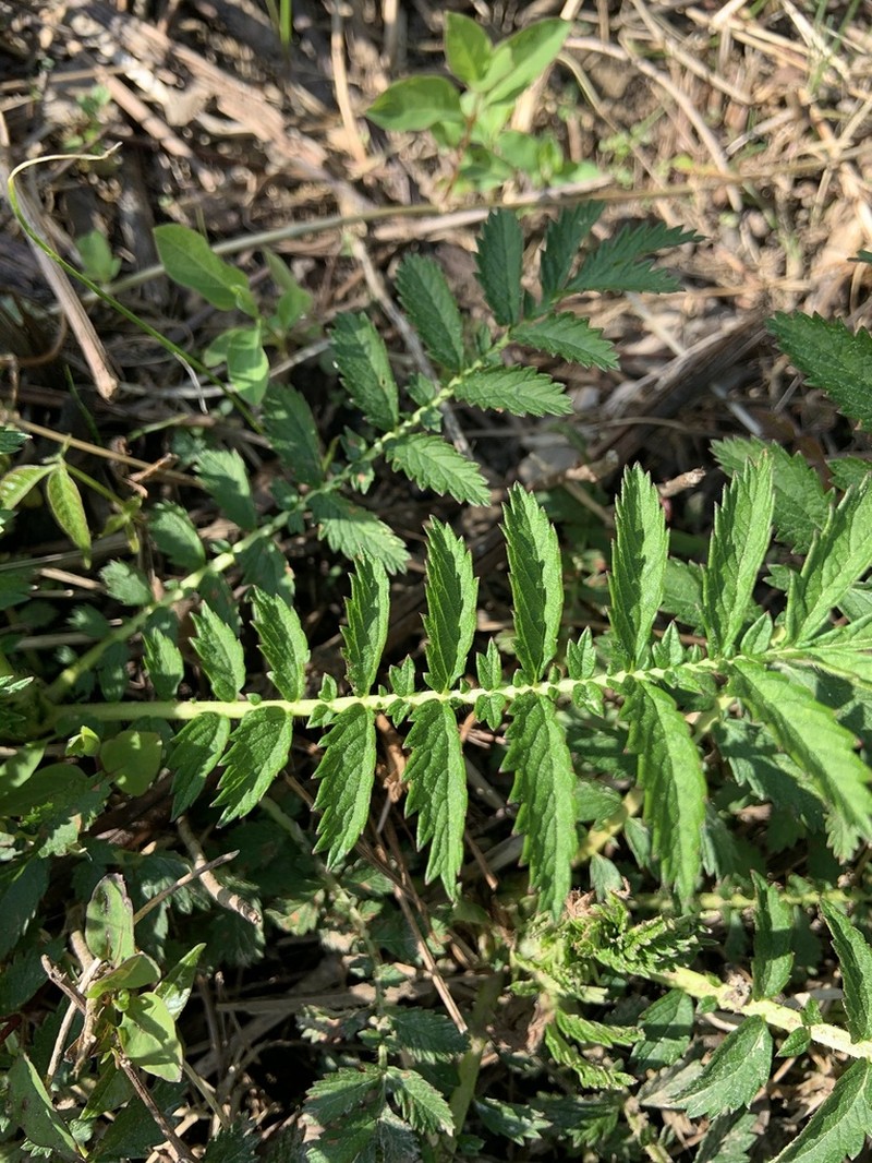 Harvestlice photo 4
