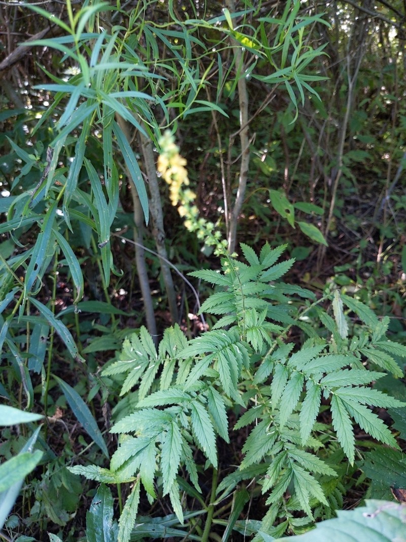 Harvestlice photo 5
