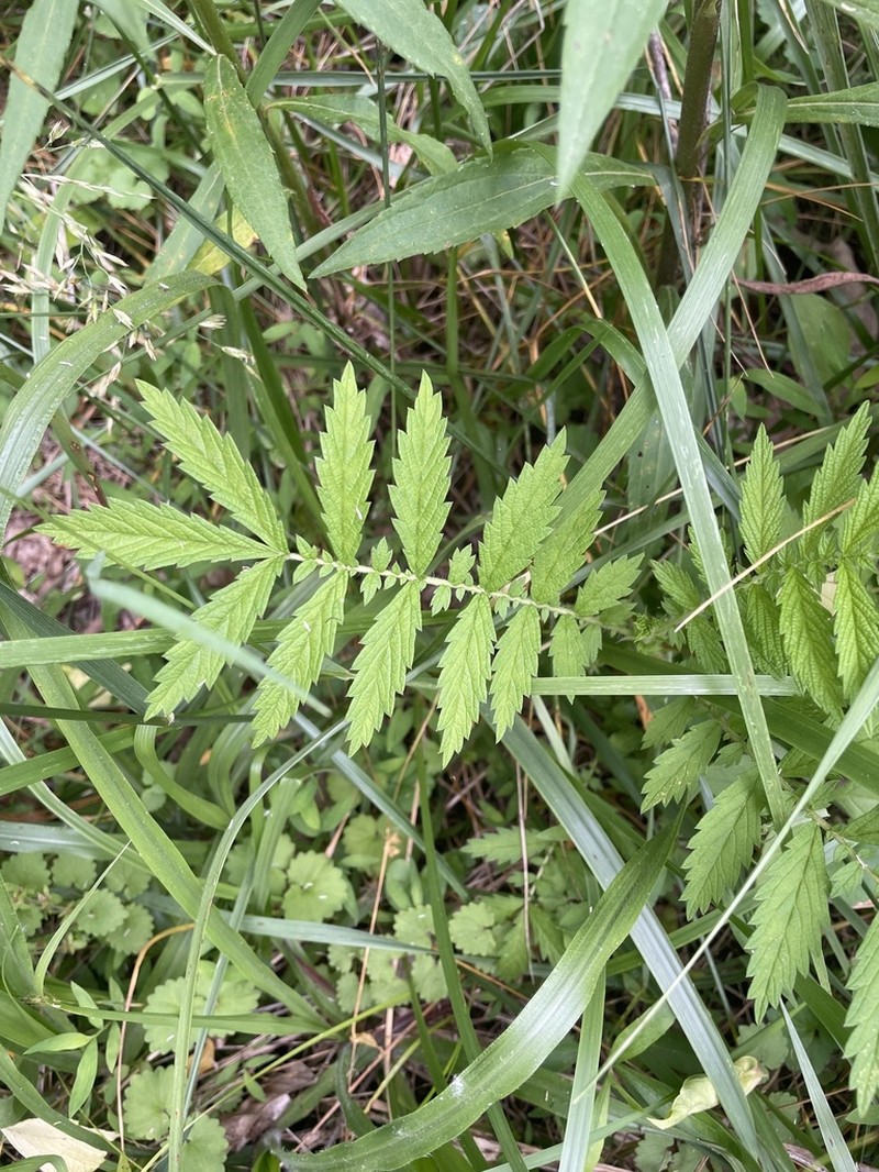Harvestlice photo 6