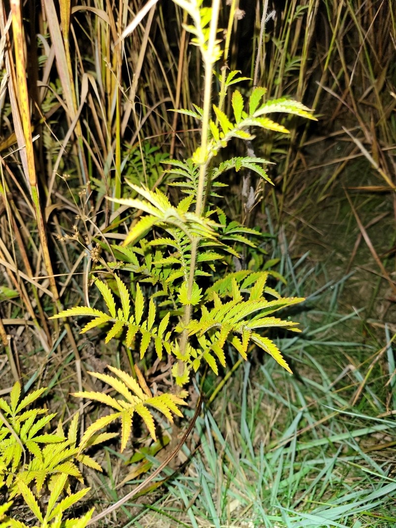 Harvestlice photo 7