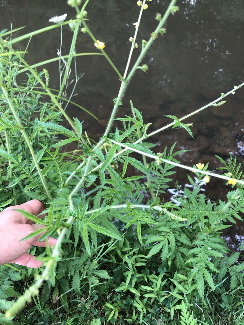 Harvestlice photo 8