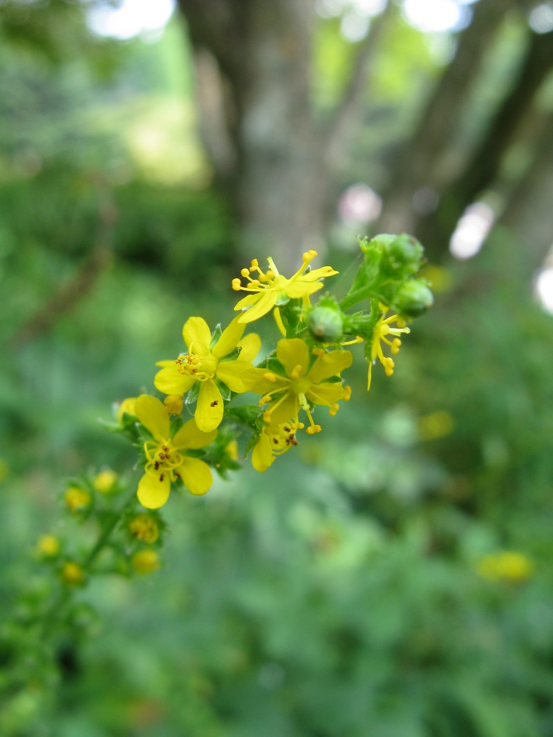 Agrimonia pilosa photo 2