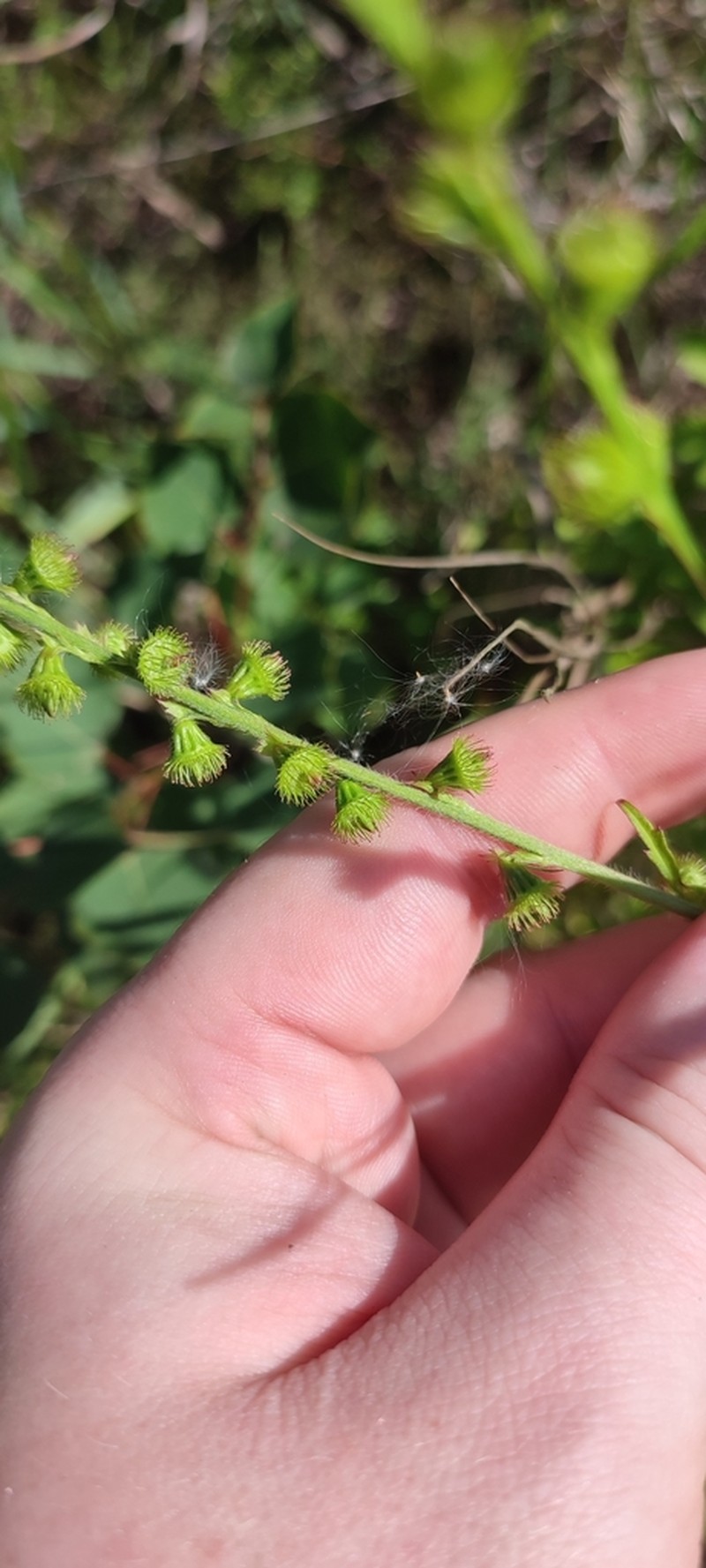 Agrimonia pilosa photo 3