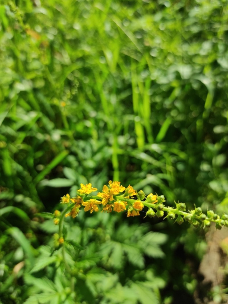 Agrimonia pilosa photo 4