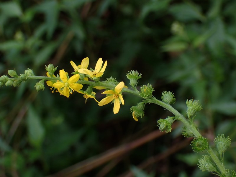 Agrimonia pilosa photo 5