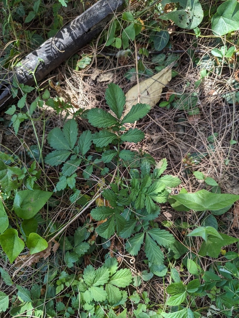 Agrimonia pilosa photo 6