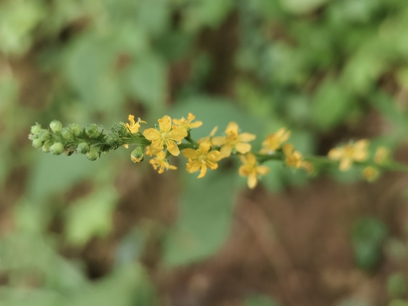 Agrimonia pilosa photo 7