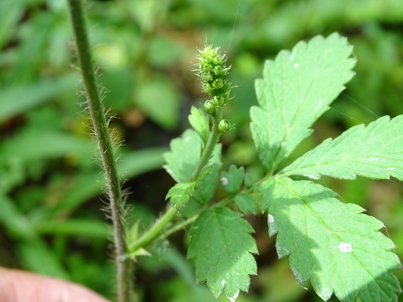 Agrimonia pilosa photo 8