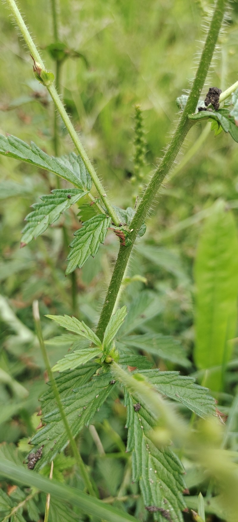 Agrimonia pilosa var. nepalensis