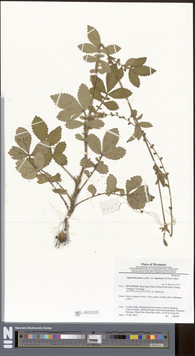 Agrimonia pilosa var. nepalensis photo 3