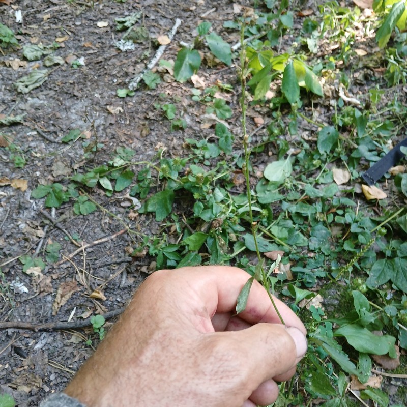 Agrimonia pilosa var. pilosa