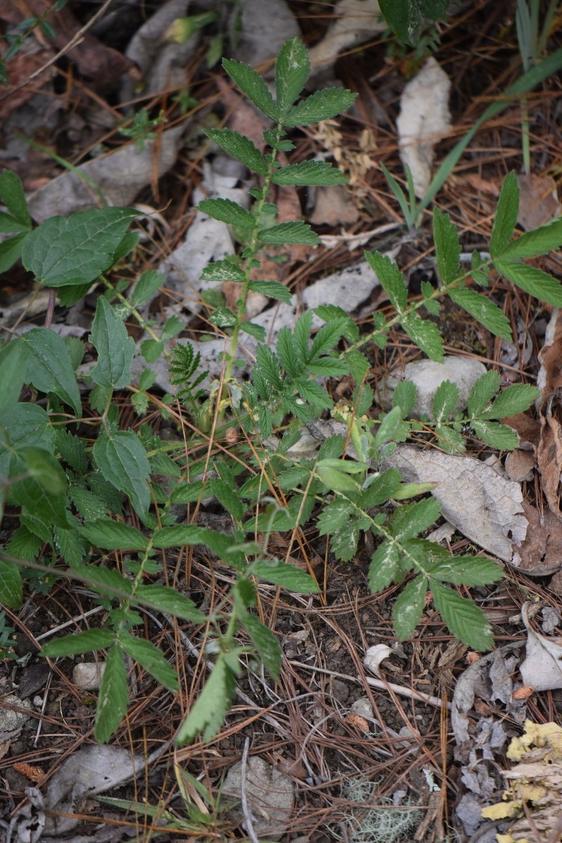 Agrimonia pringlei photo 4