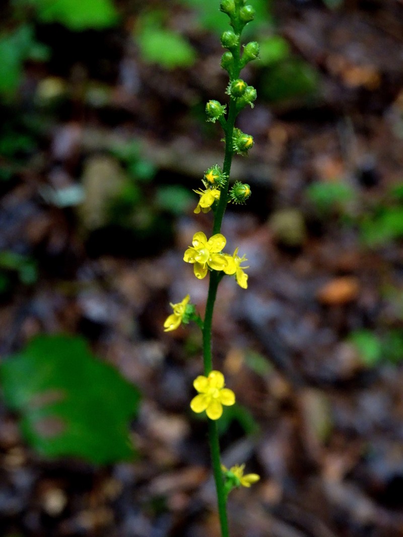 Agrimonia pringlei photo 5