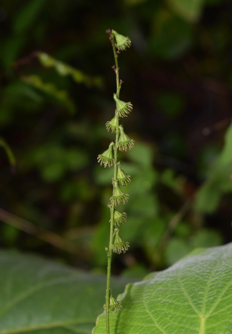 Agrimonia pringlei photo 6