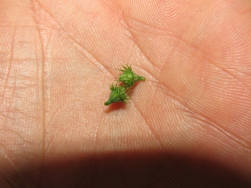 Agrimonia pringlei