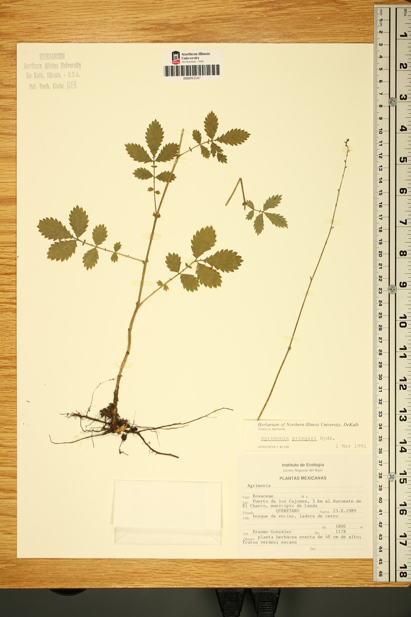 Agrimonia pringlei photo 2