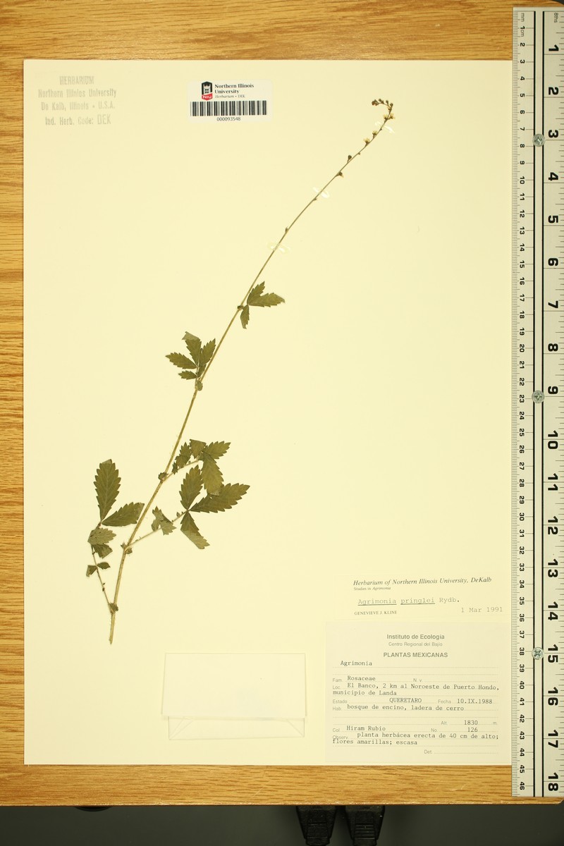 Agrimonia pringlei photo 3