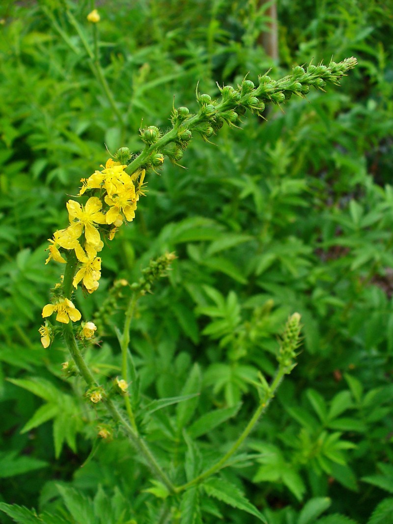 Agrimonia procera