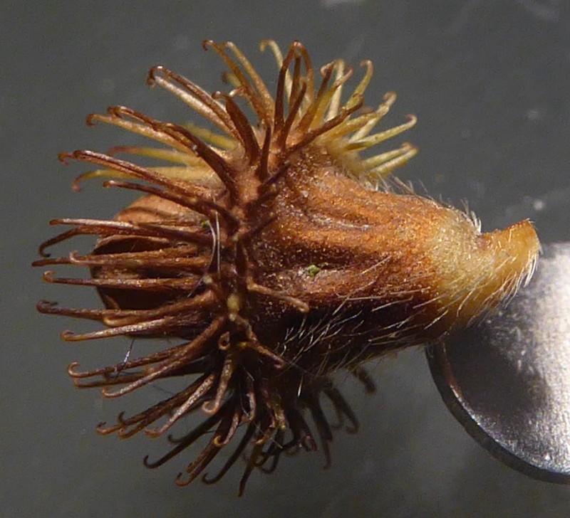Agrimonia procera photo 2
