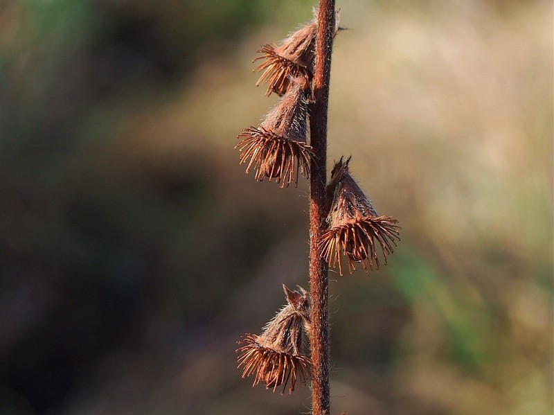 Agrimonia procera photo 3