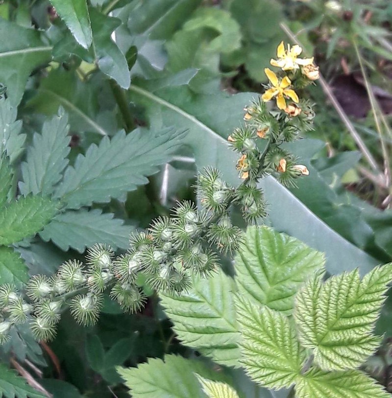 Agrimonia procera photo 4