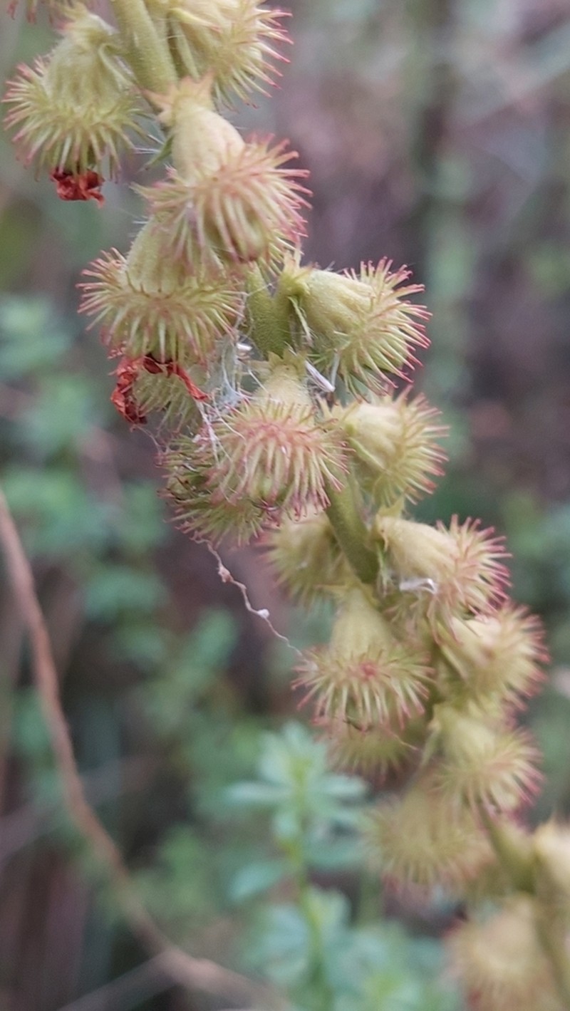 Agrimonia procera photo 5