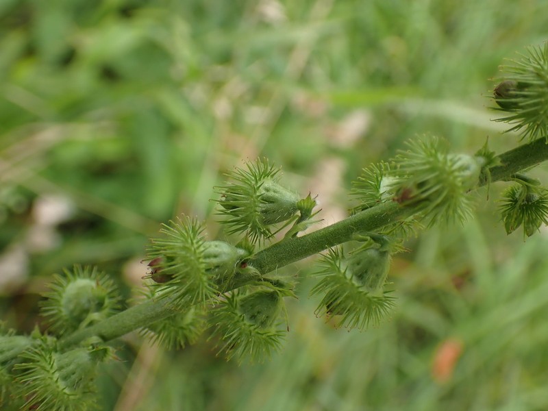 Agrimonia procera photo 6