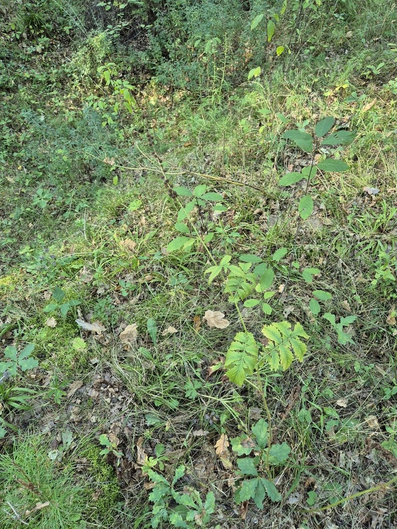 Agrimonia procera photo 7