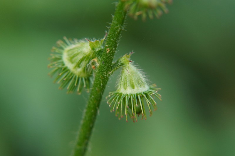Agrimonia procera photo 8