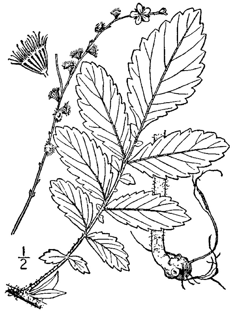 Soft Agrimony