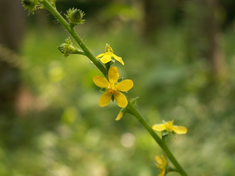 Soft Agrimony photo 2