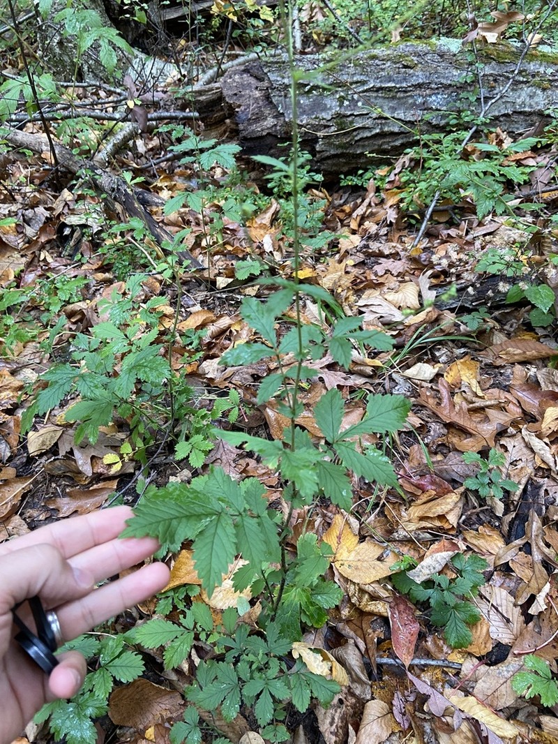 Soft Agrimony photo 3