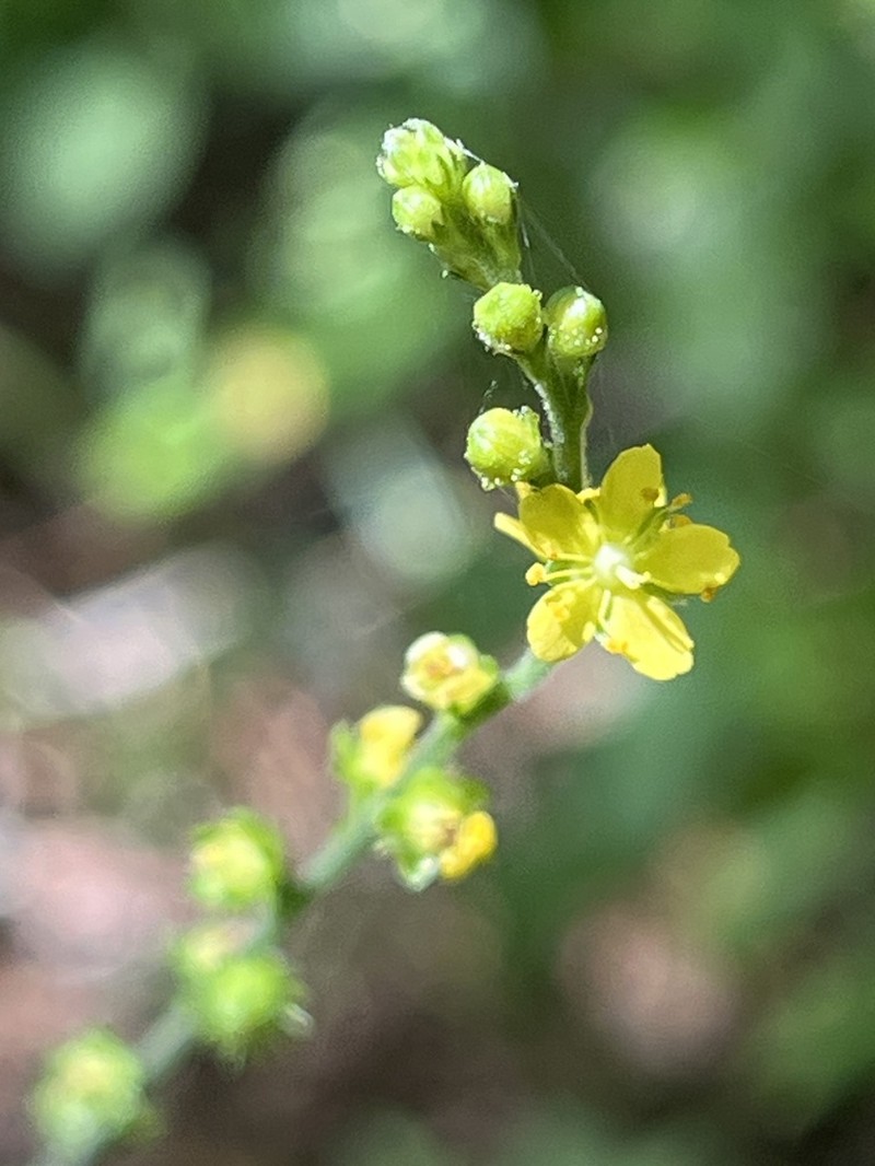 Soft Agrimony photo 4