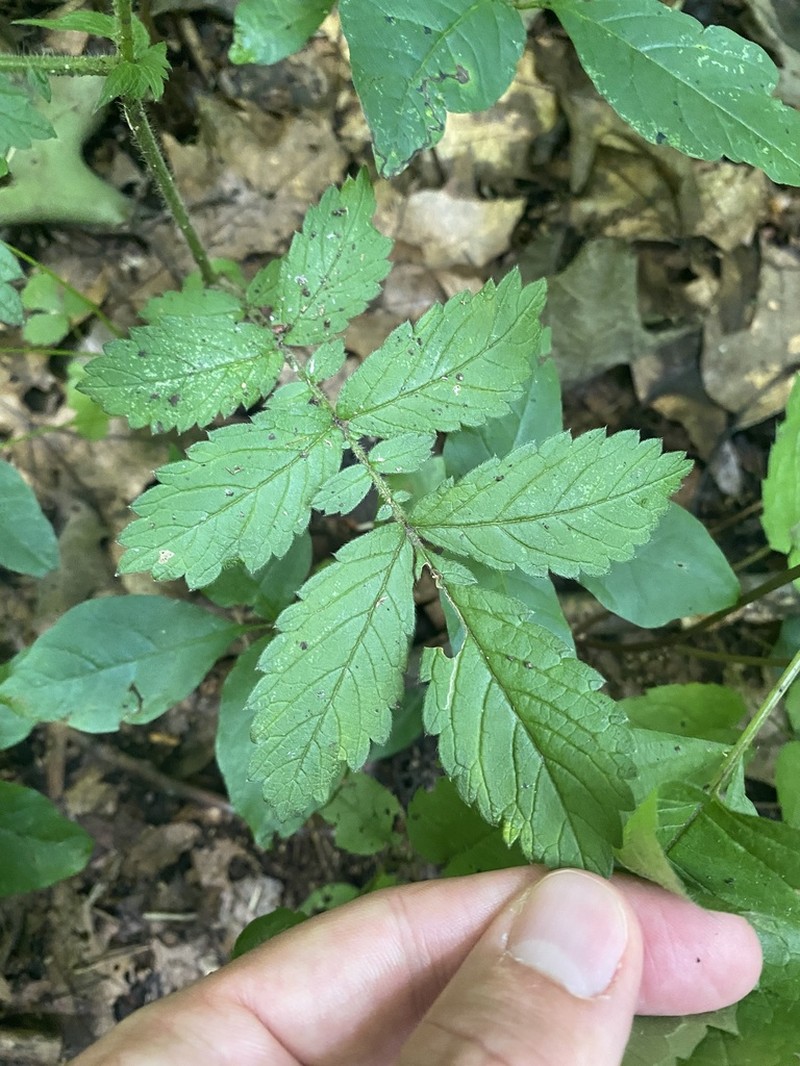 Soft Agrimony photo 5