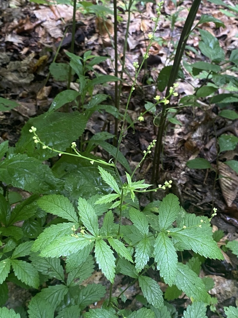 Soft Agrimony photo 6