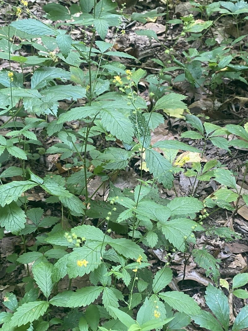 Soft Agrimony photo 7