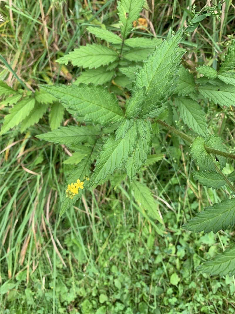 Soft Agrimony photo 8