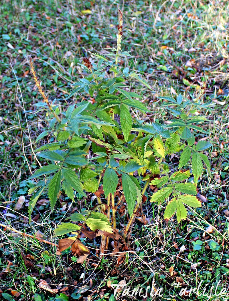 Creeping Grovebur