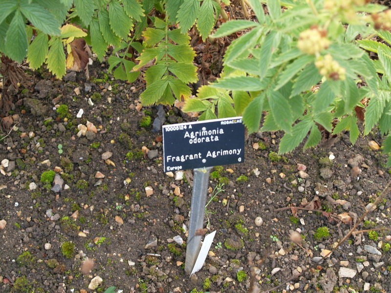 Creeping Grovebur photo 4