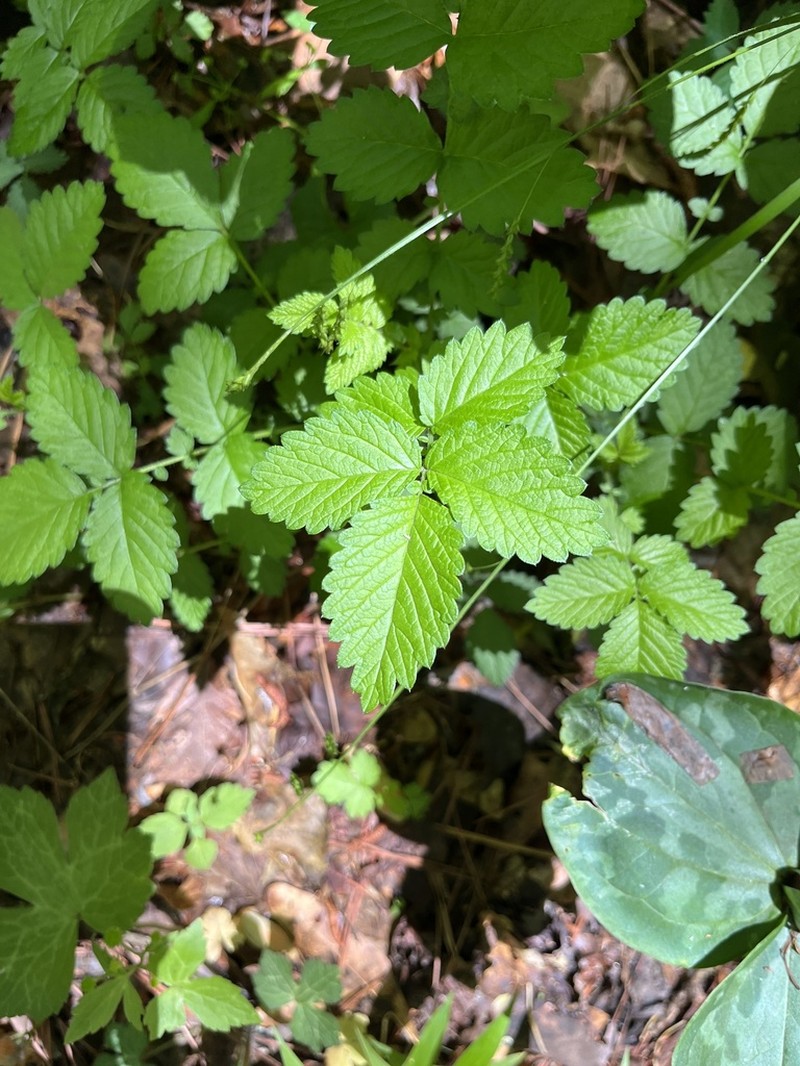 Beaked Agrimony
