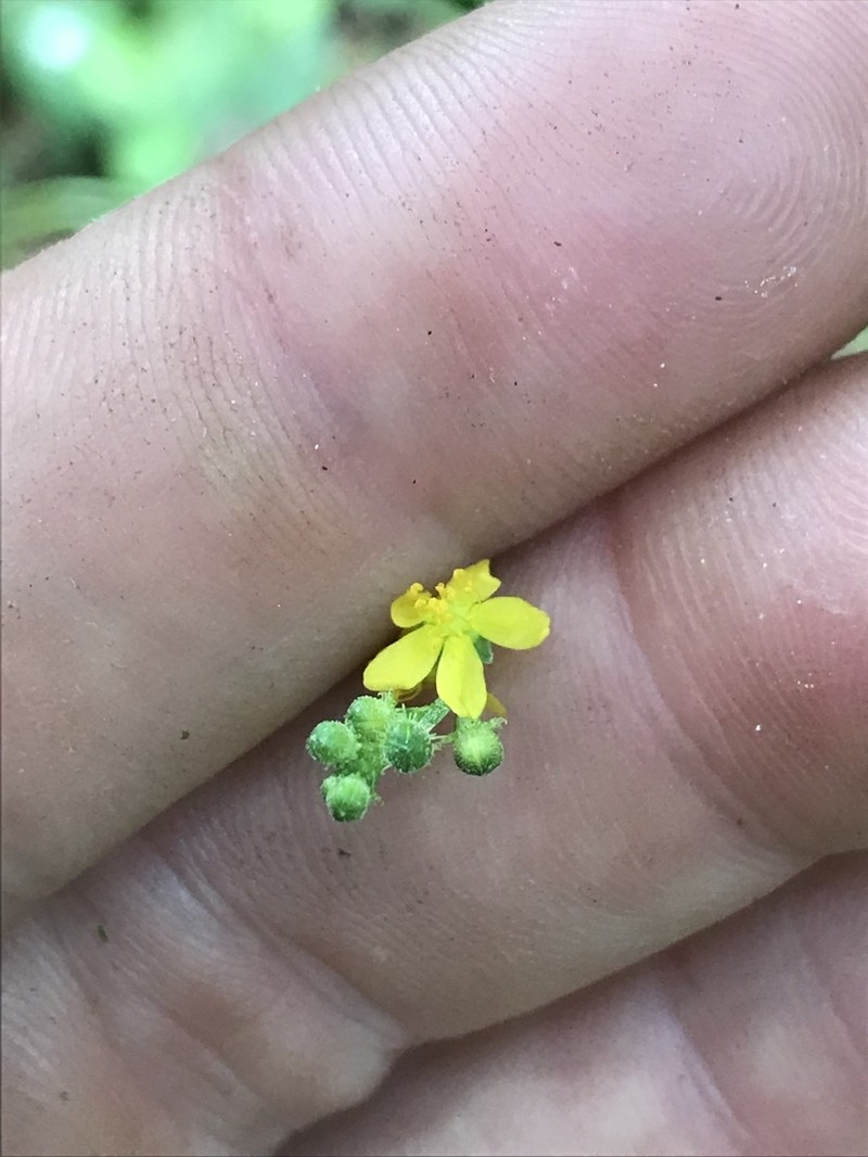 Beaked Agrimony photo 2