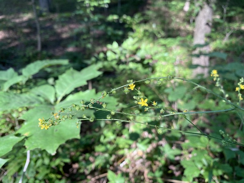Beaked Agrimony photo 3