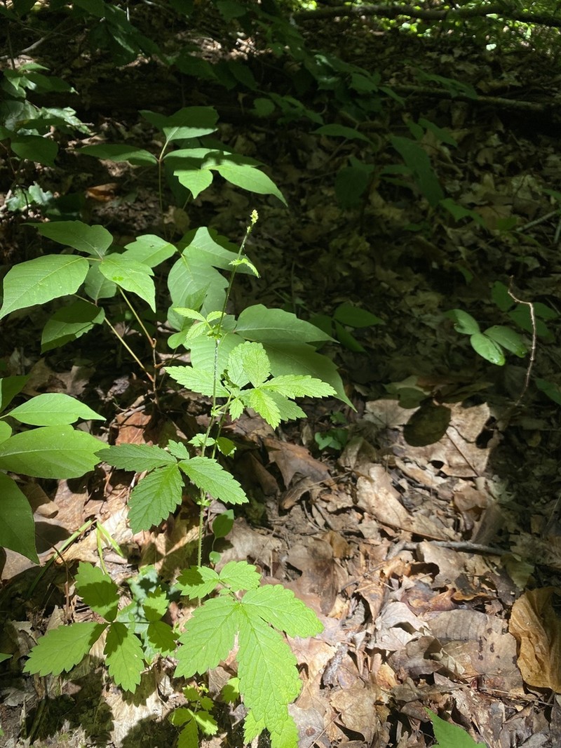 Beaked Agrimony photo 4