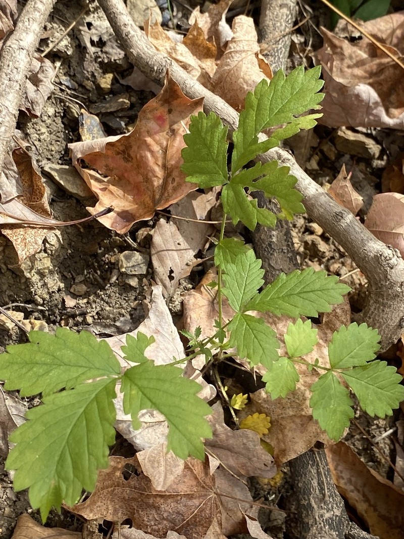 Beaked Agrimony photo 5