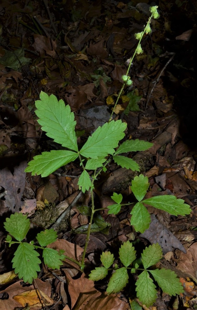Beaked Agrimony photo 6