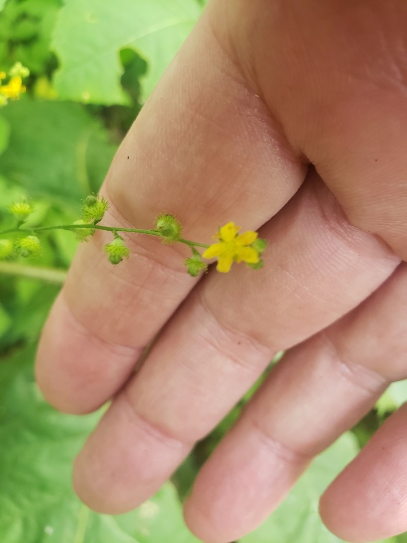 Beaked Agrimony photo 7