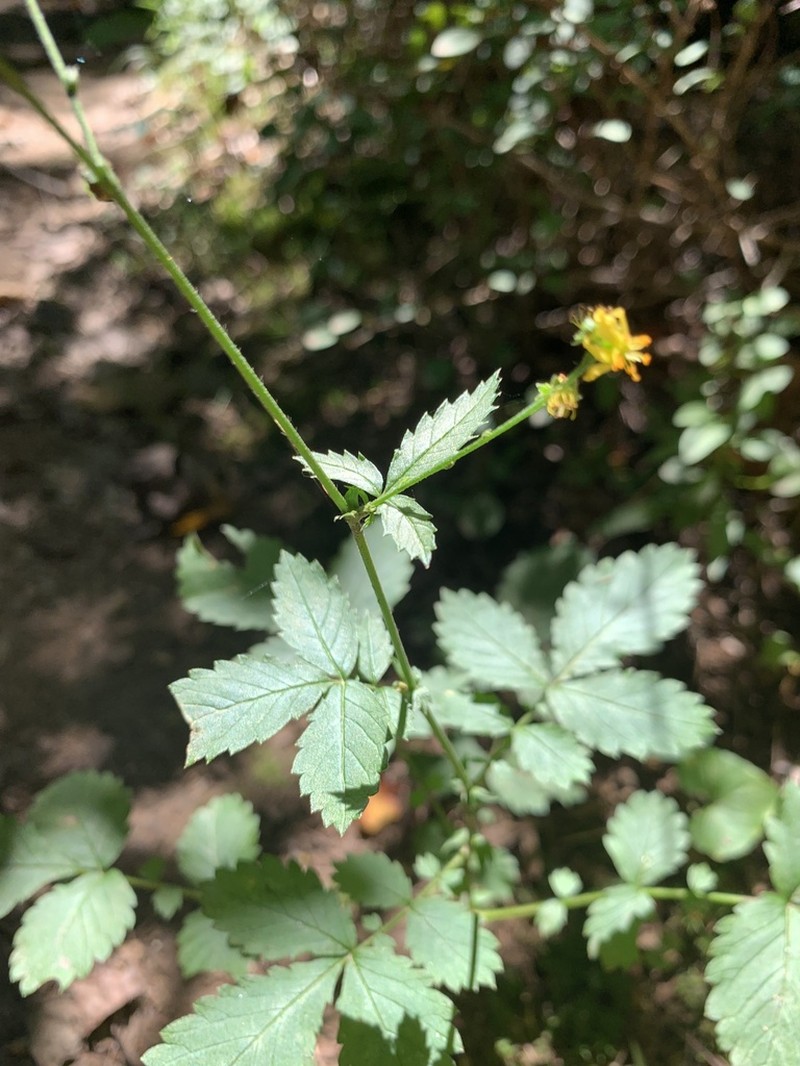 Beaked Agrimony photo 8